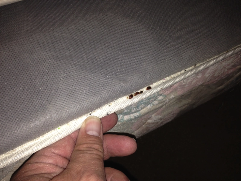 A hand manipulating a mattress to reveal some bed bugs